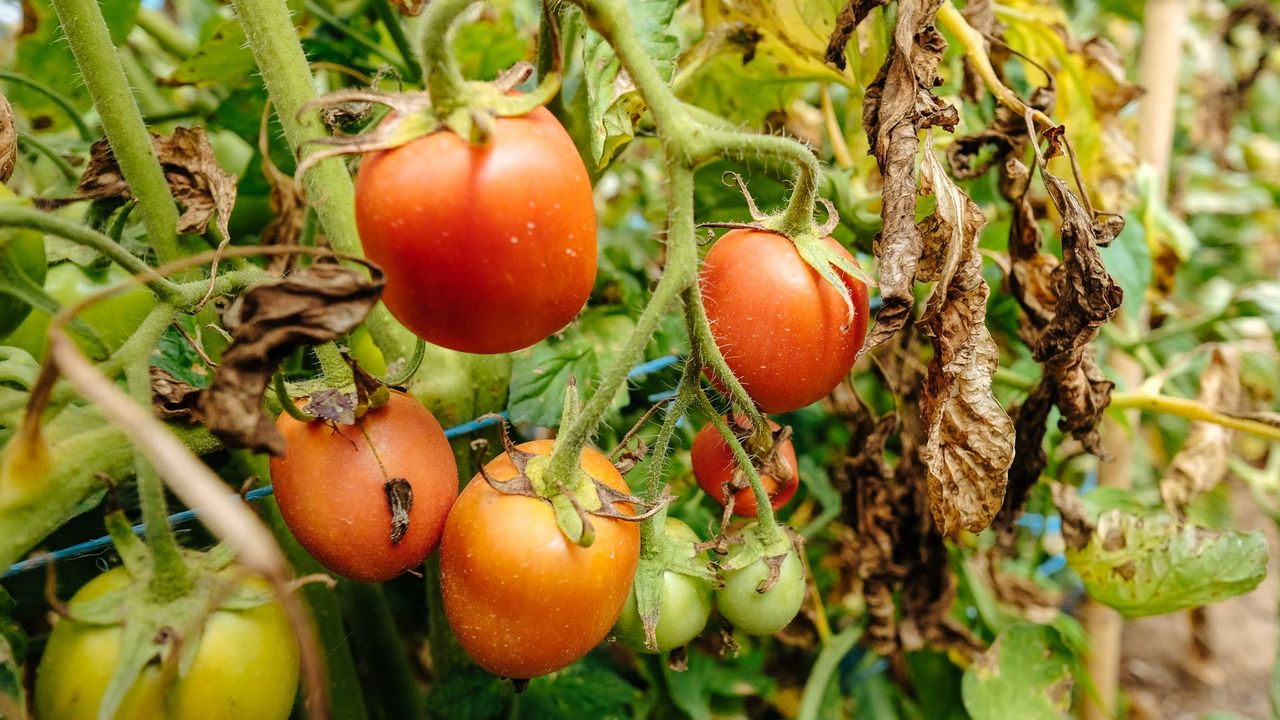 Horta - Tomateiro